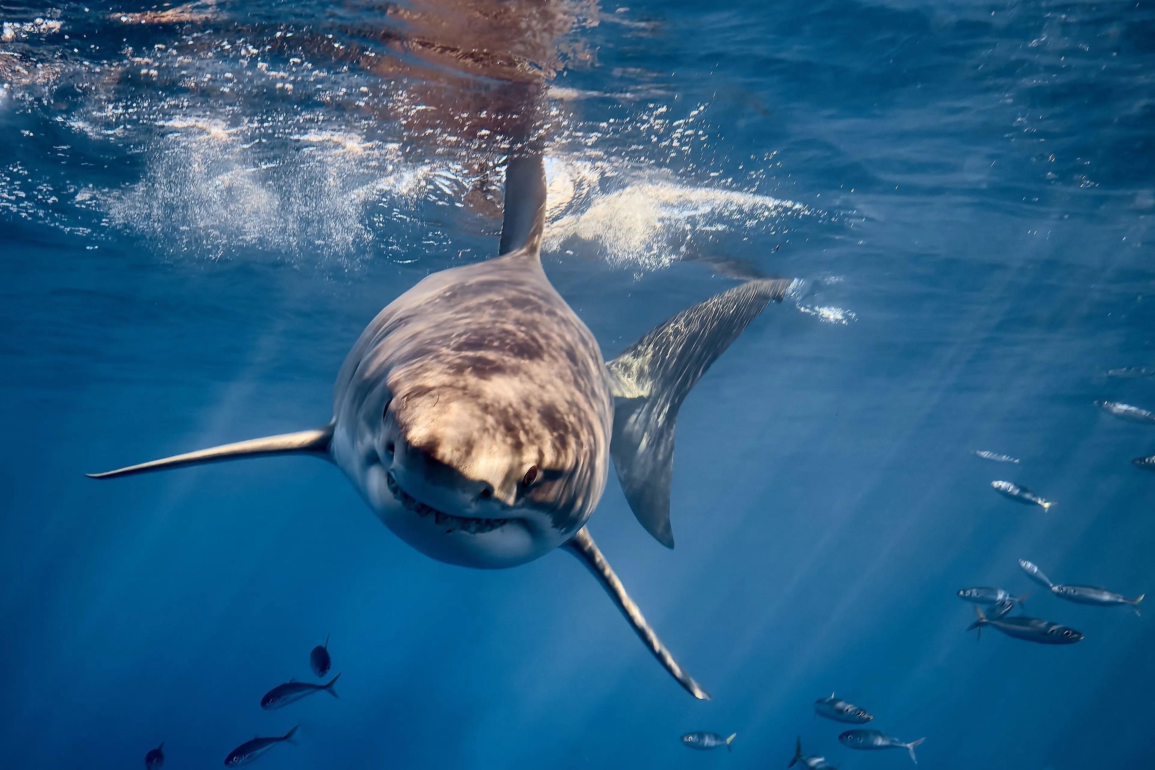 Great white shark in the crystal clear waters of Guadalupe Island