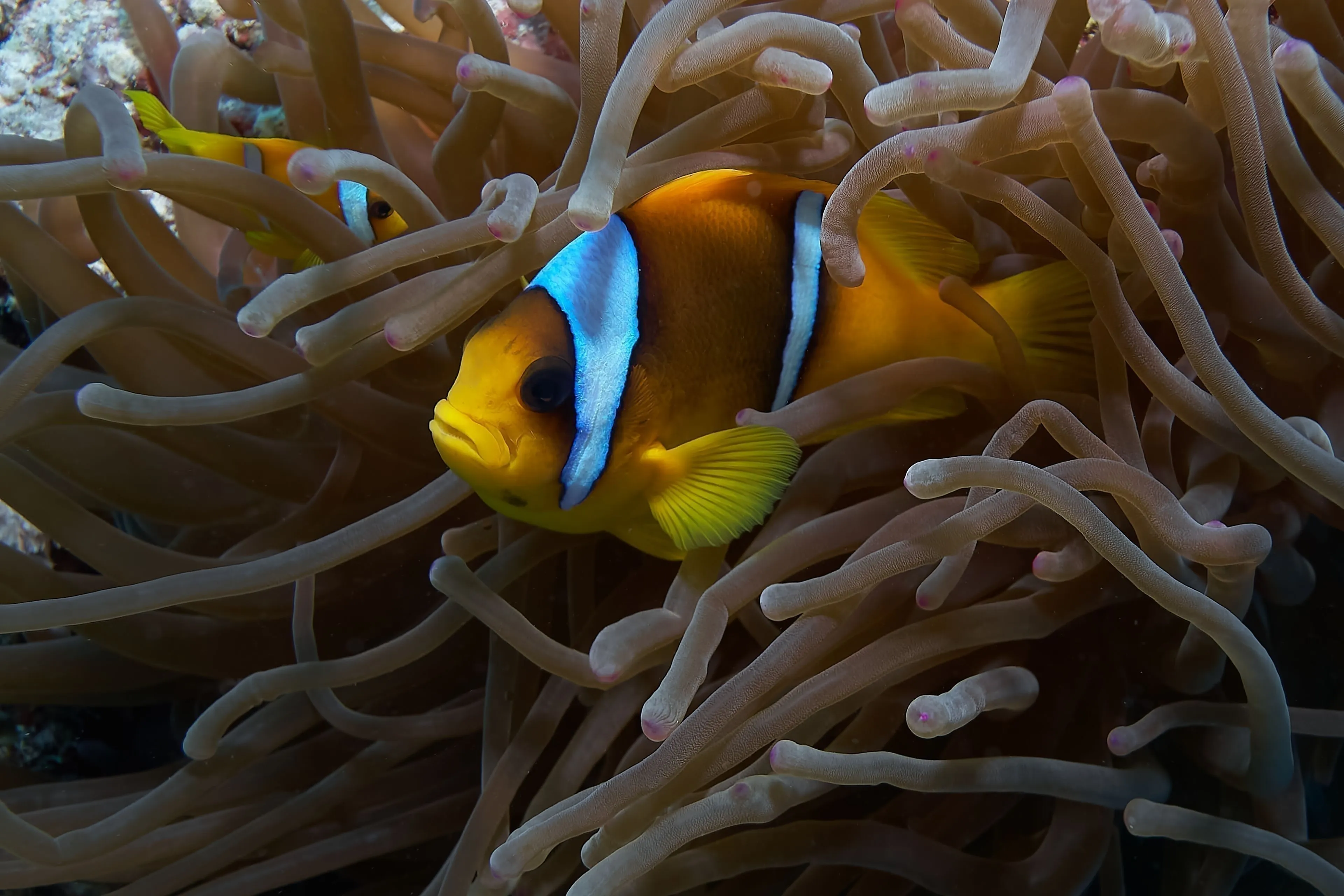 Colorful reef fish swimming among vibrant corals