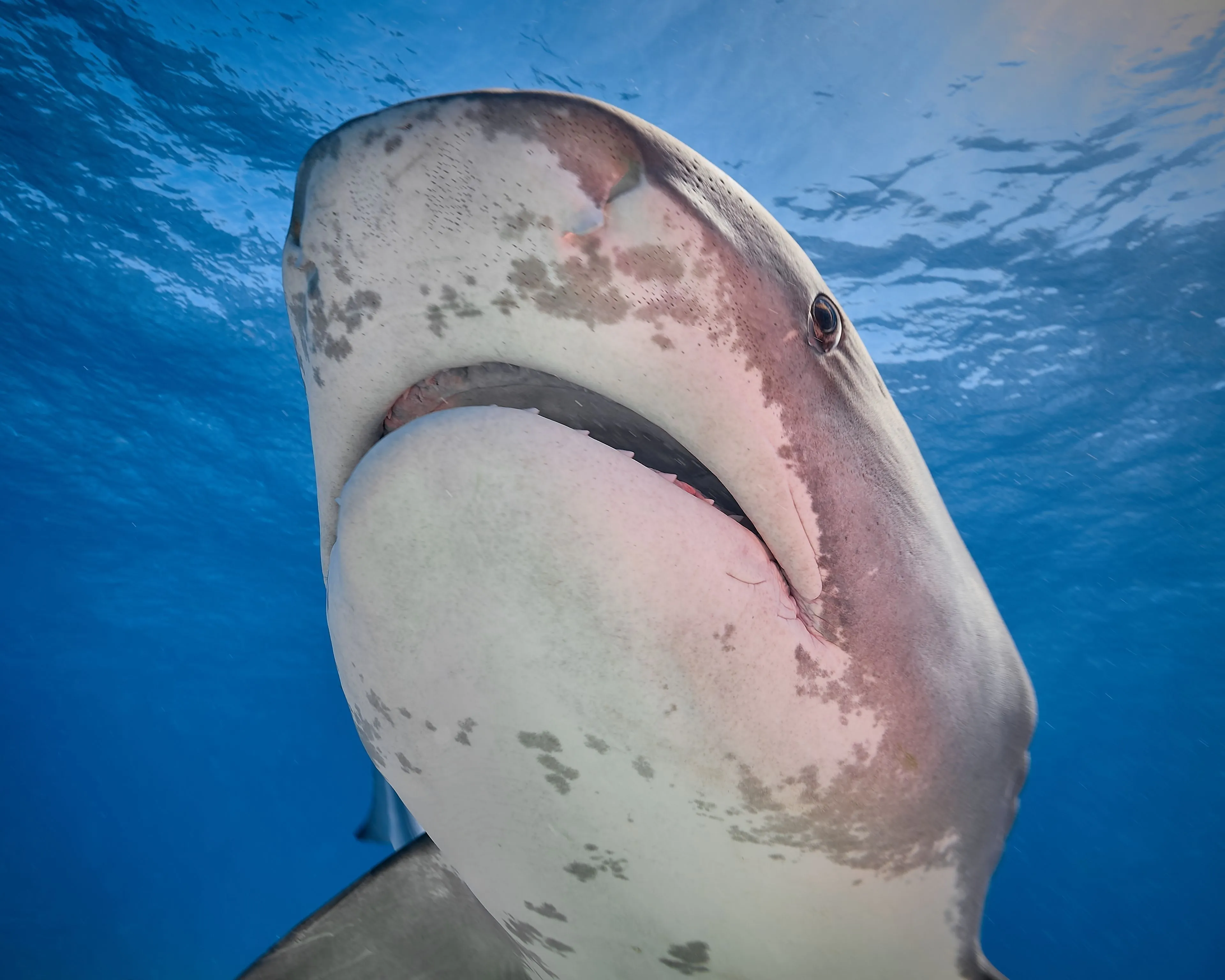 Tiger shark swimming over sandy bottom in crystal clear Bahamian waters