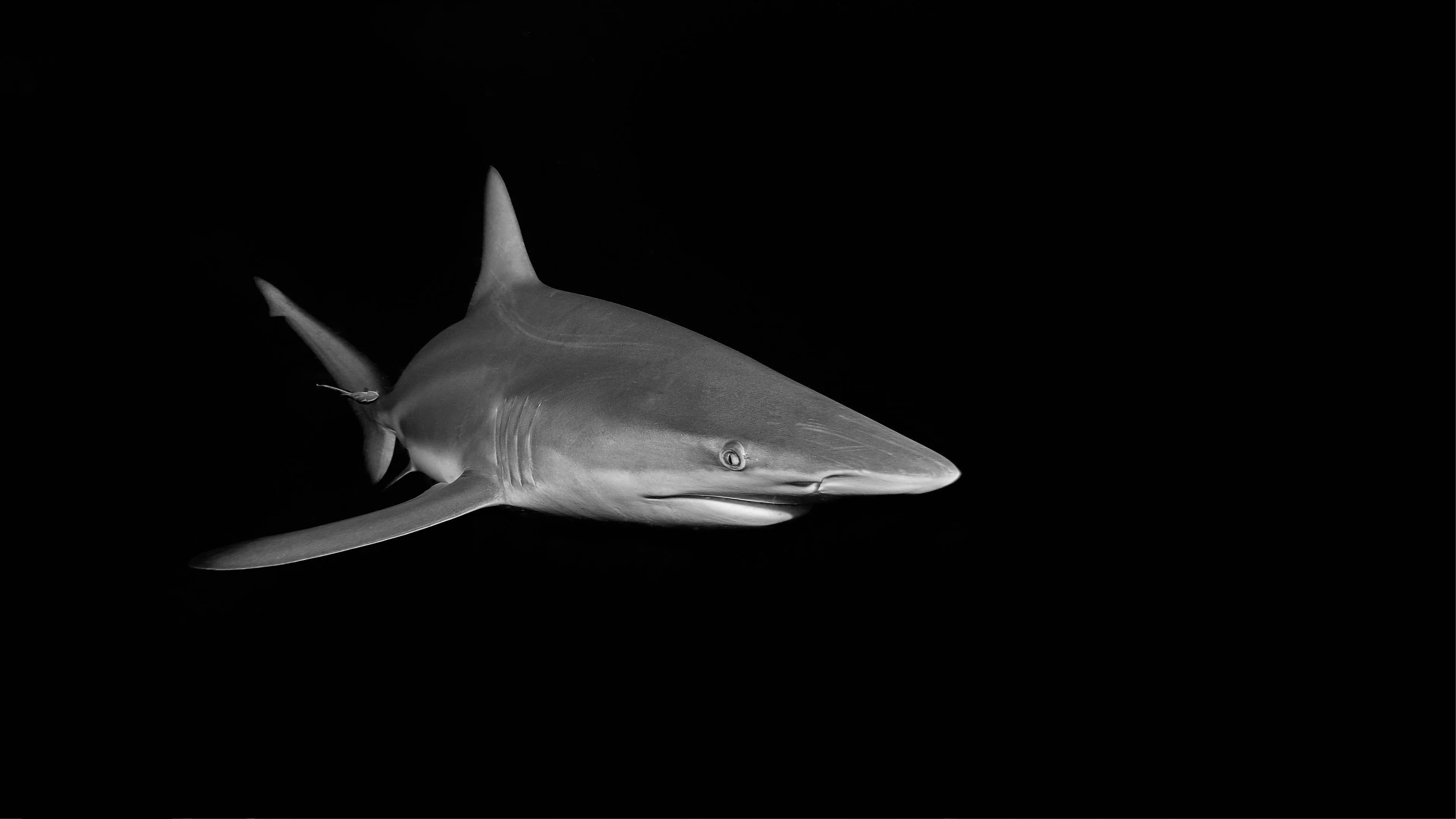 Great white shark emerging from dark waters off the South African coast