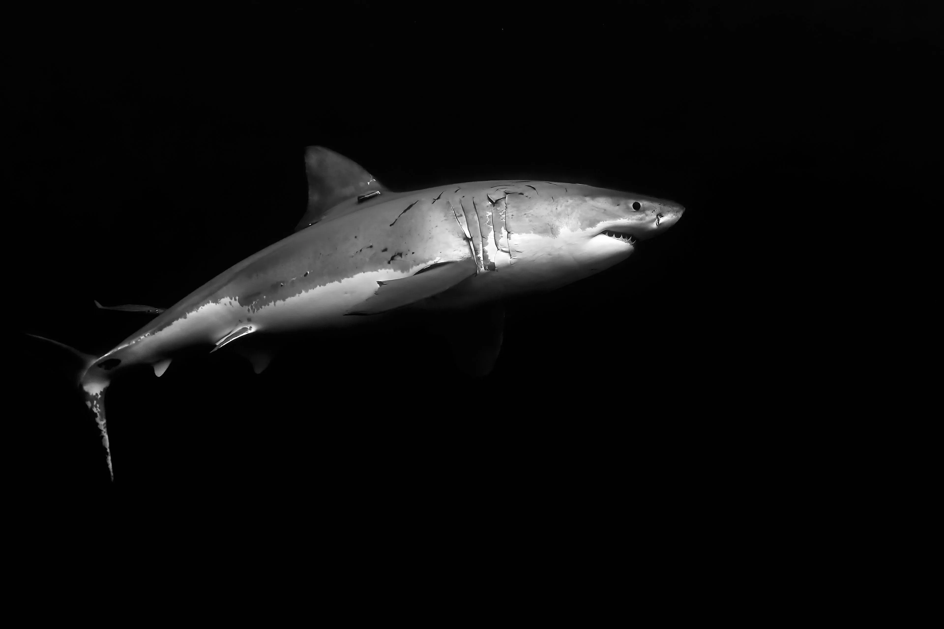 Dramatic black and white underwater photograph