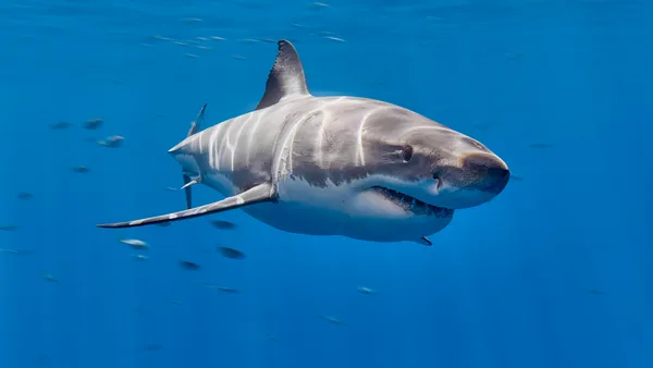 Great white shark diving, Guadalupe Island, Mexico