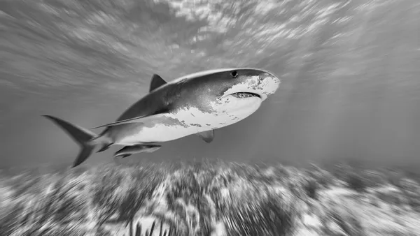 Tiger shark, Tiger Beach, Bahamas