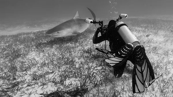 Georges Limbert photographing tiger shark, Tiger Beach, Bahamas