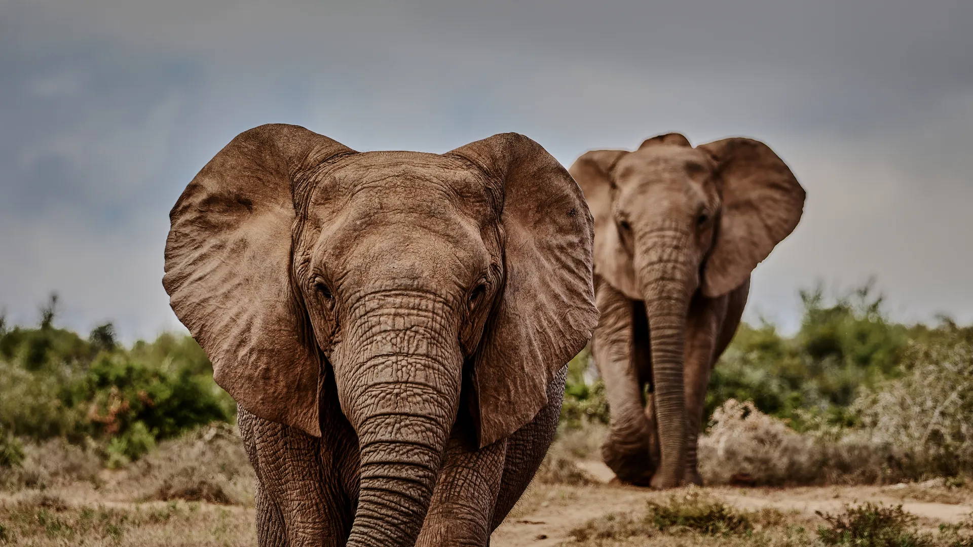 Two African elephants walking towards the camera on a dirt path, South Africa
