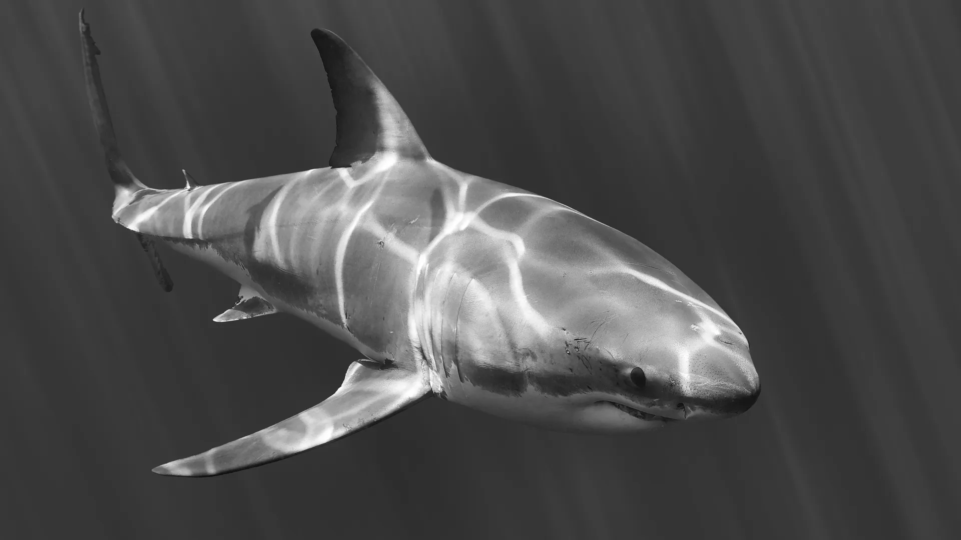 Black and white photograph of a great white shark with light reflections on its body, Guadalupe Island, Mexico