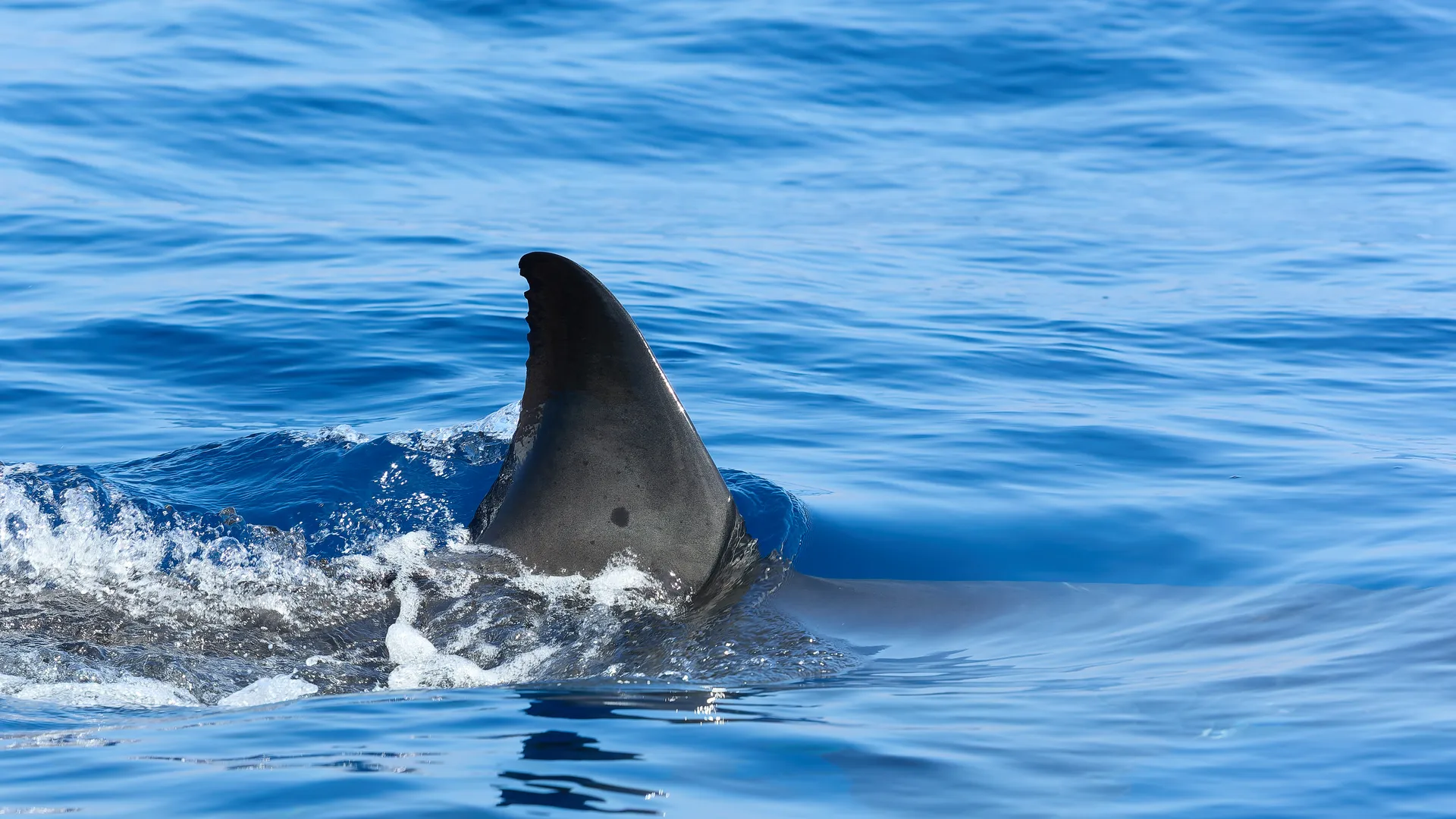 Great white shark dorsal fin cutting through calm blue ocean surface