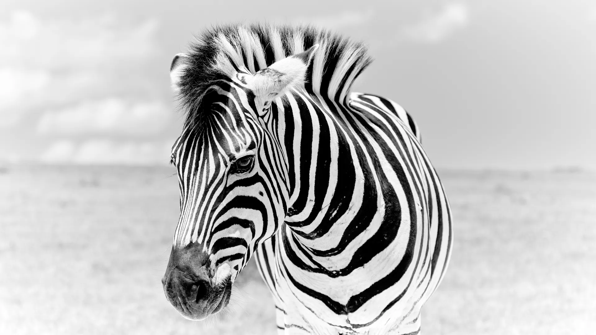Black and white close-up portrait of a zebra looking over its shoulder