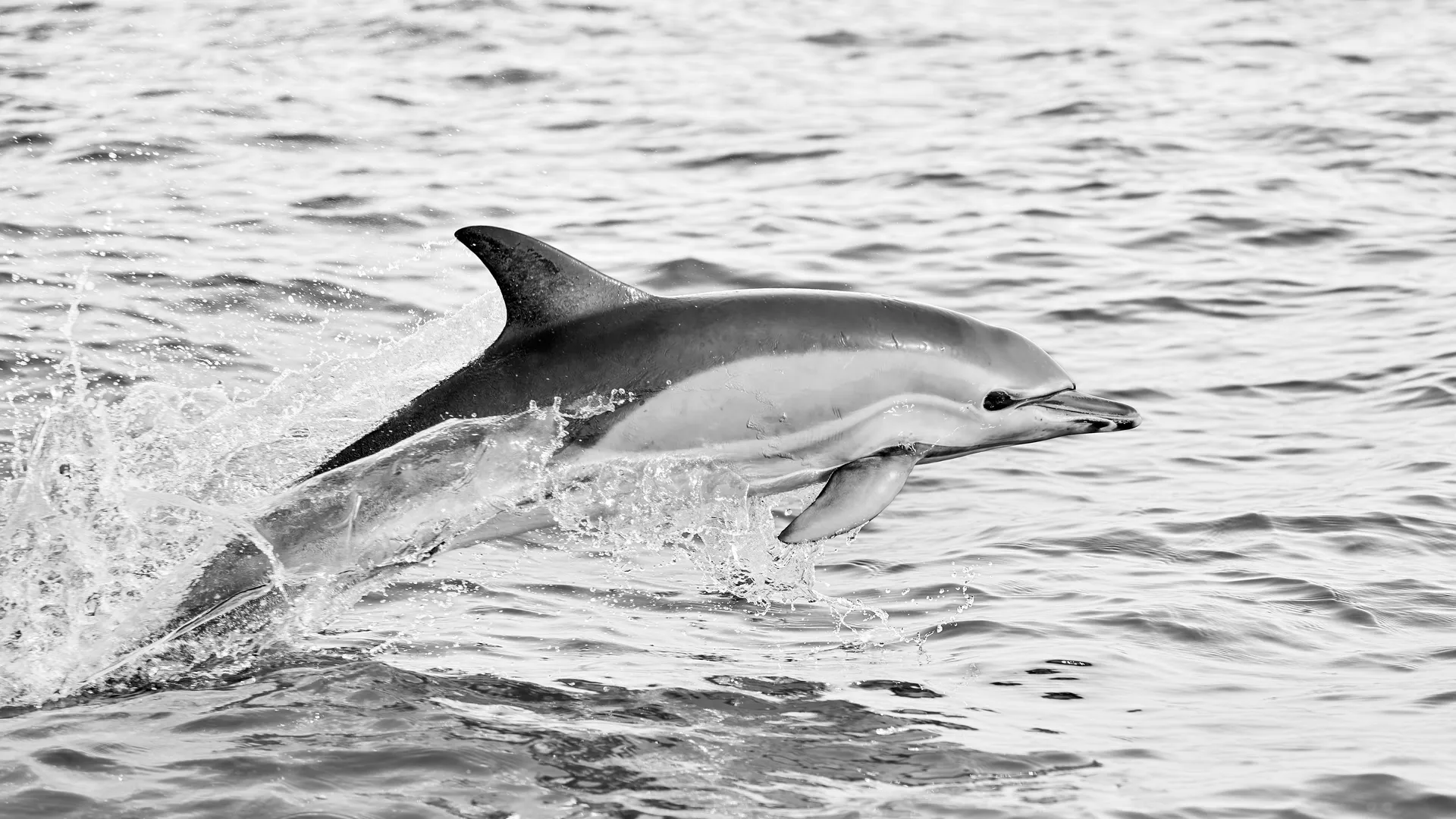 Black and white photograph of a dolphin leaping out of the ocean, Bayonne, Basque Country, France