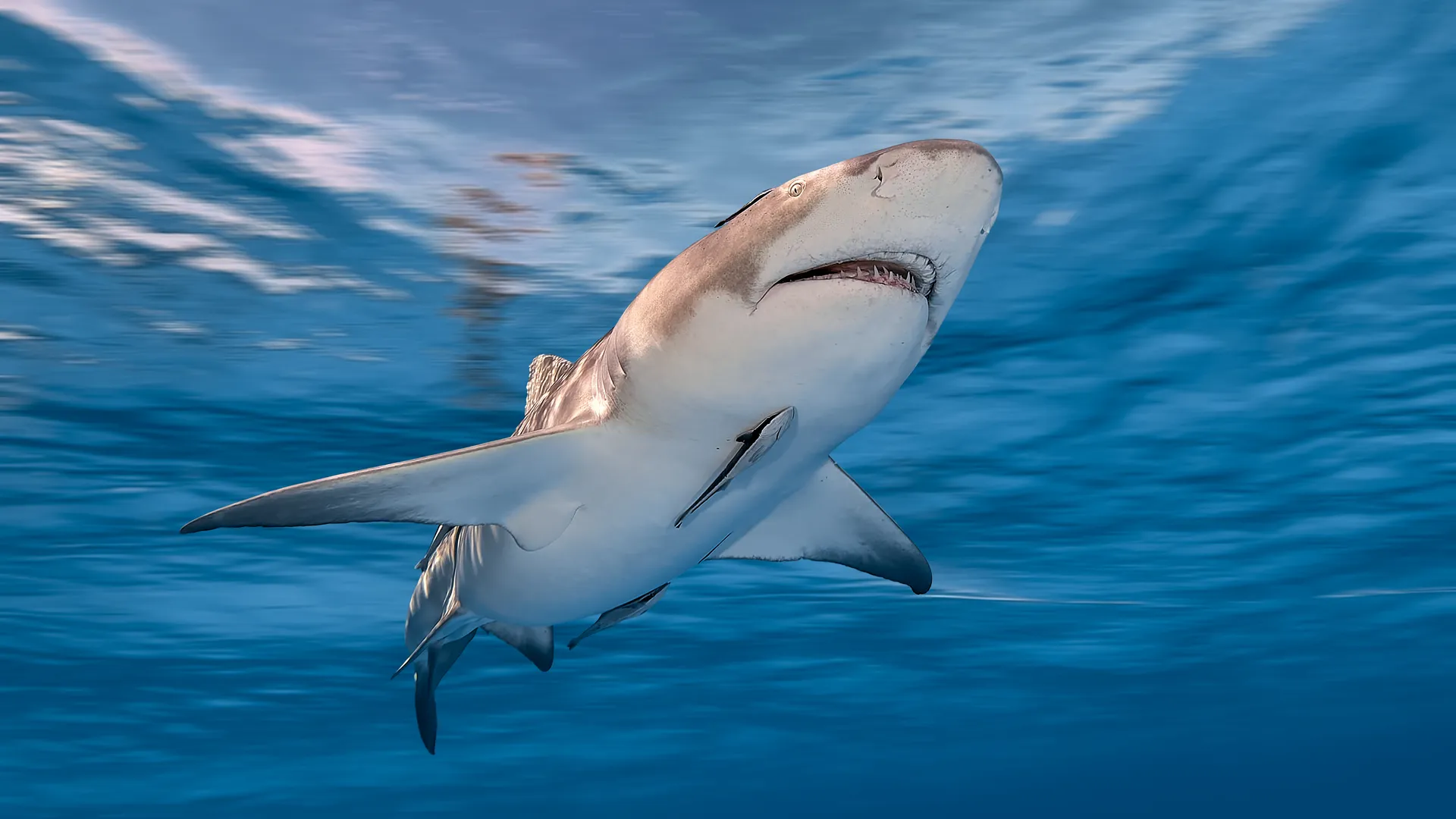 Lemon shark swimming near the surface in clear Bahamian waters with light reflections, Tiger Beach, Bahamas