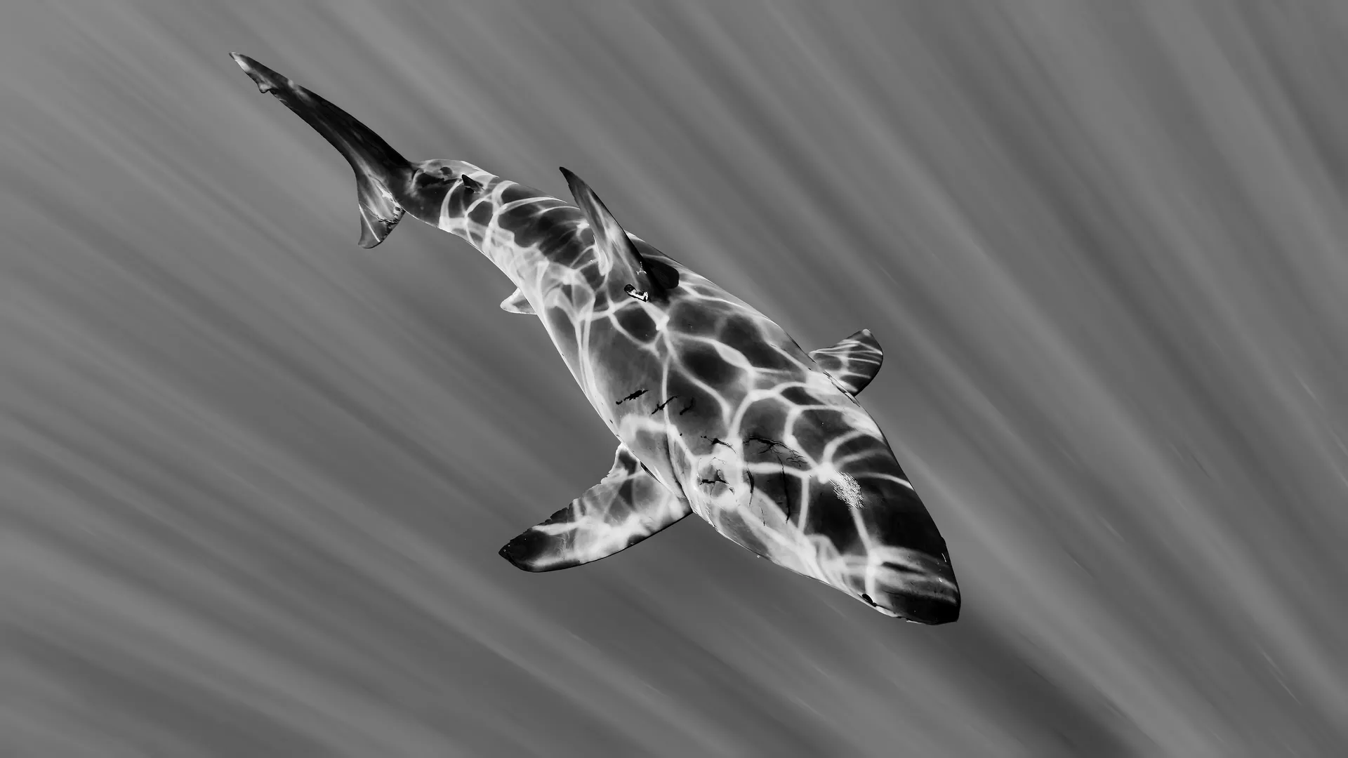 Black and white overhead view of a great white shark swimming with light patterns rippling across its body, Guadalupe Island, Mexico