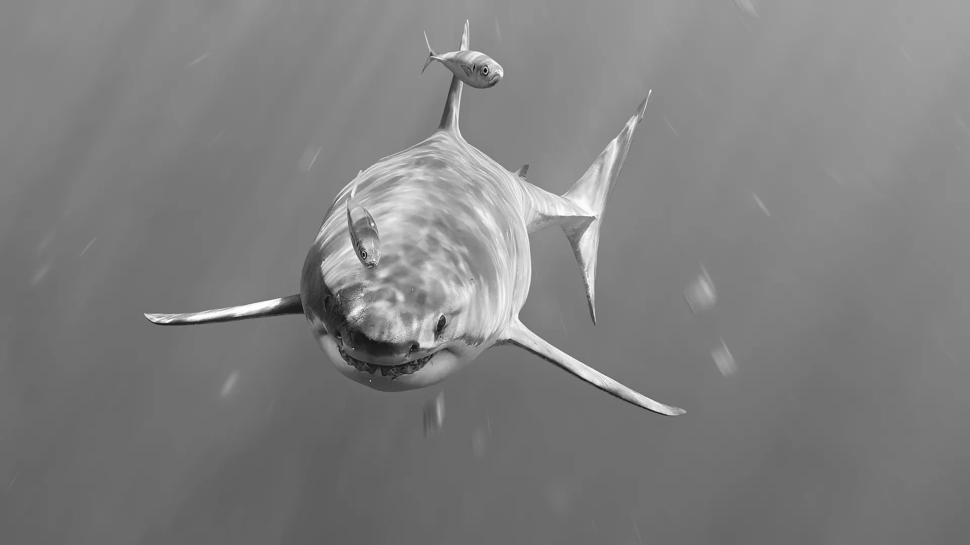 Black and white front view of a great white shark approaching with a small fish above its head