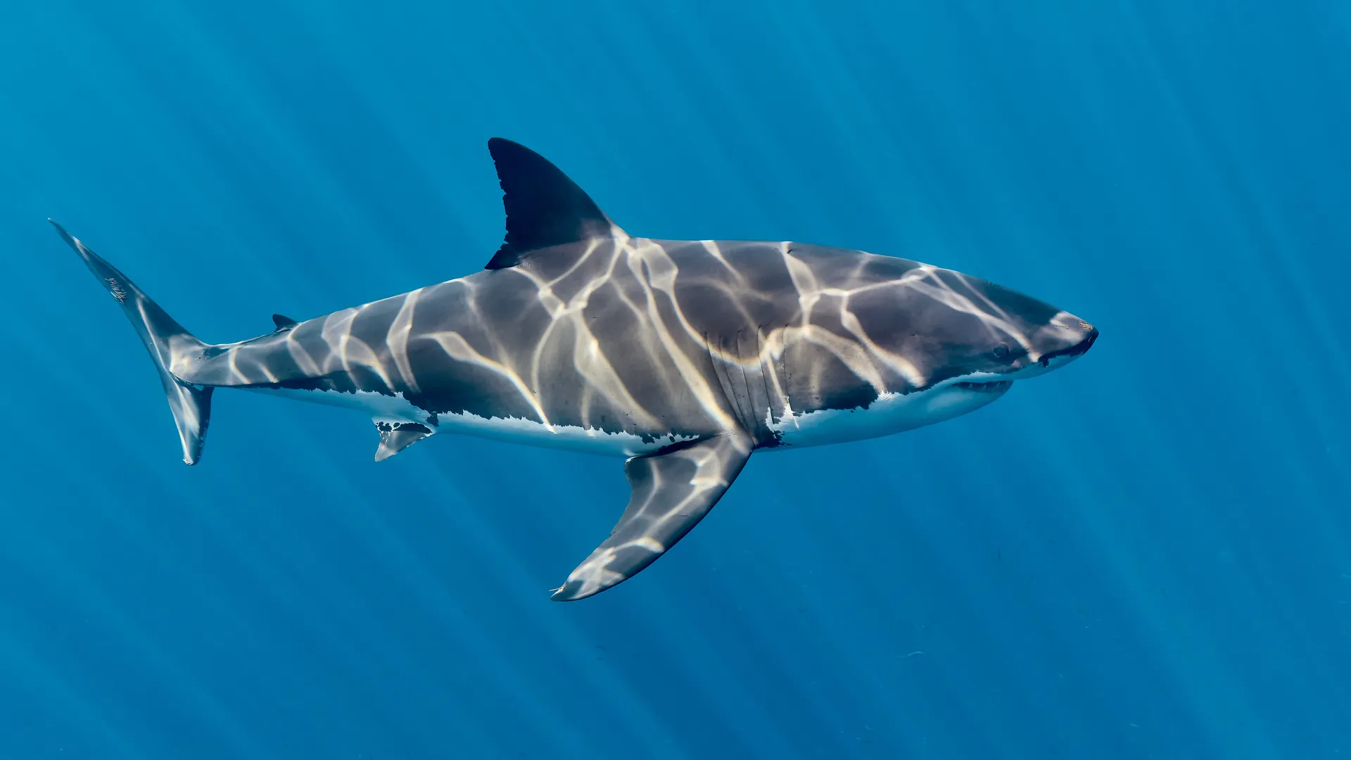 Great white shark with sunlight caustics on its body cruising through deep blue water