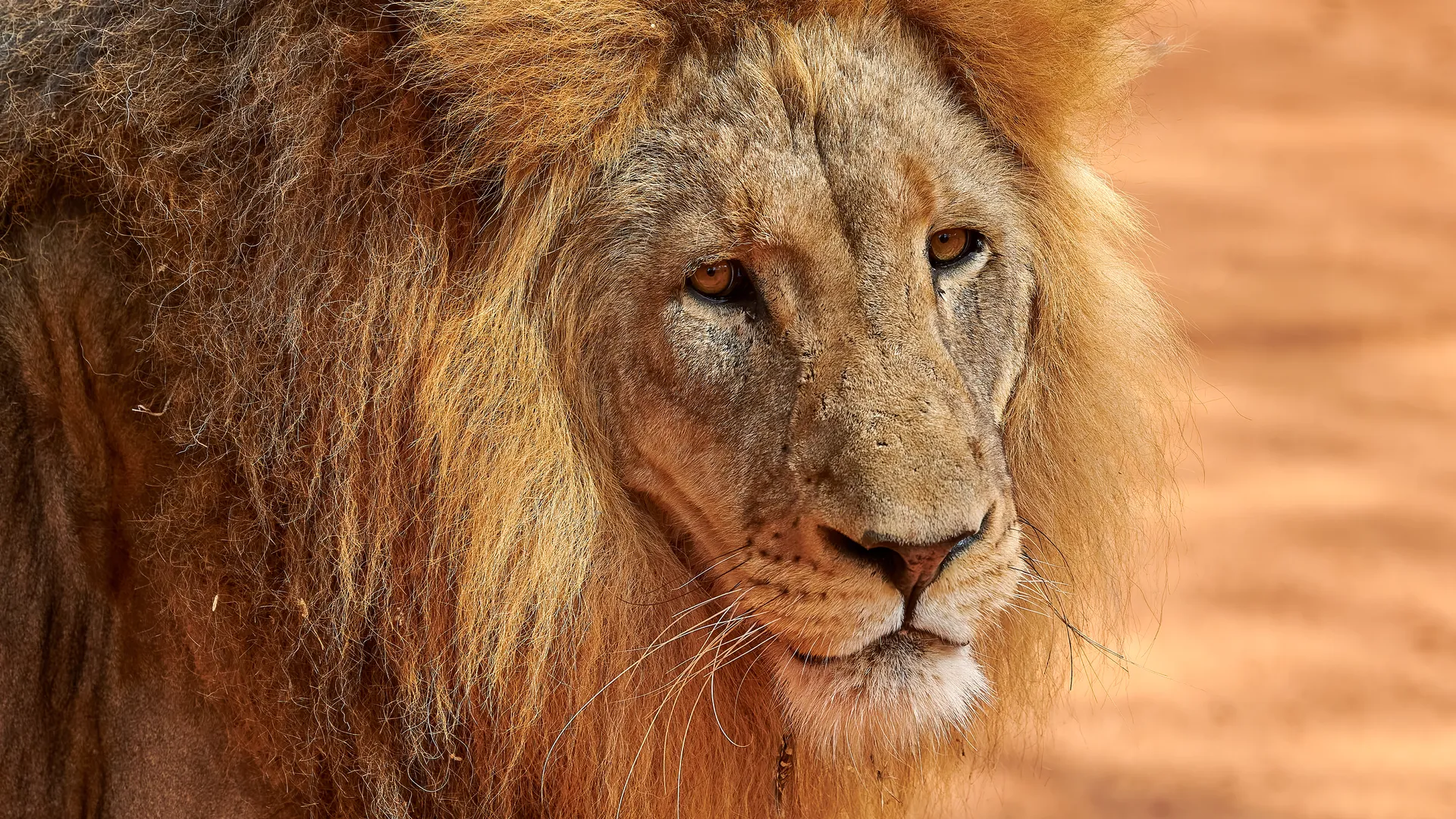 Close-up portrait of a male lion with a thick golden mane, Senegal