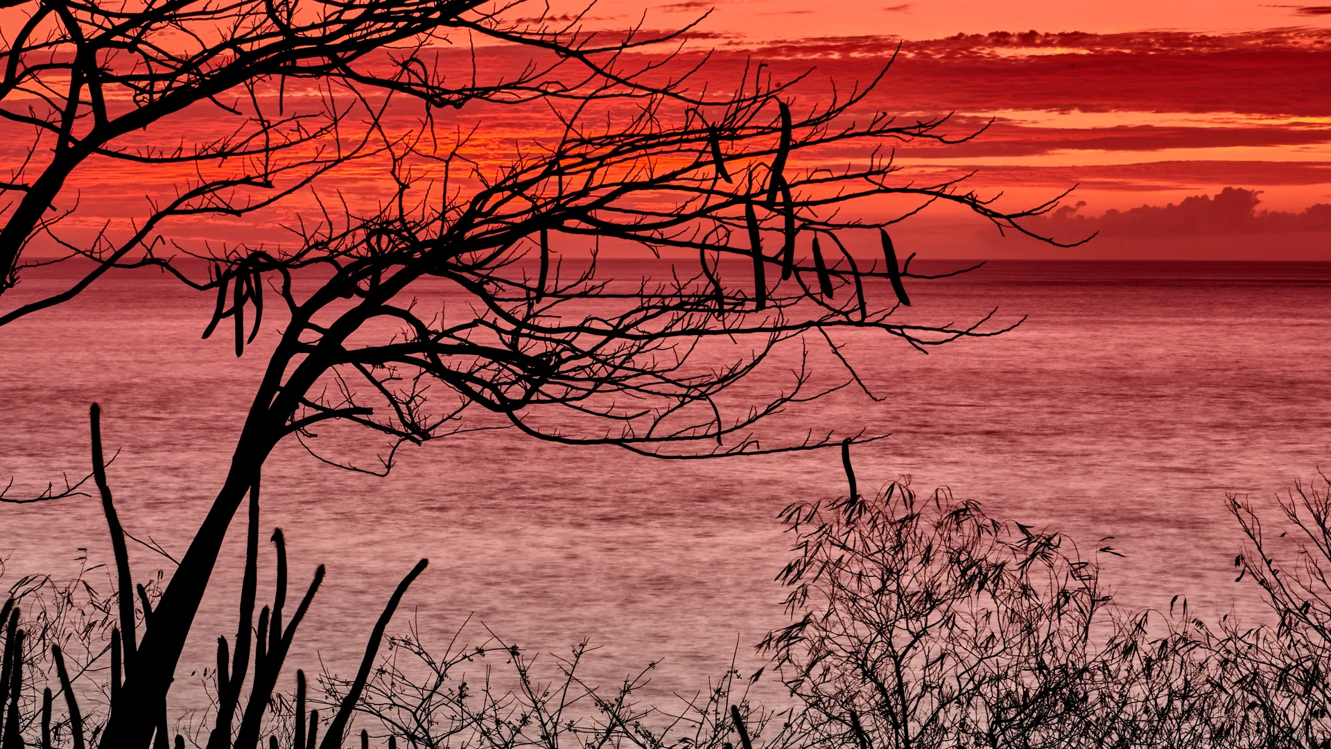 Bare tree silhouetted against a deep red sunset sky over the ocean, Guadeloupe Island, France