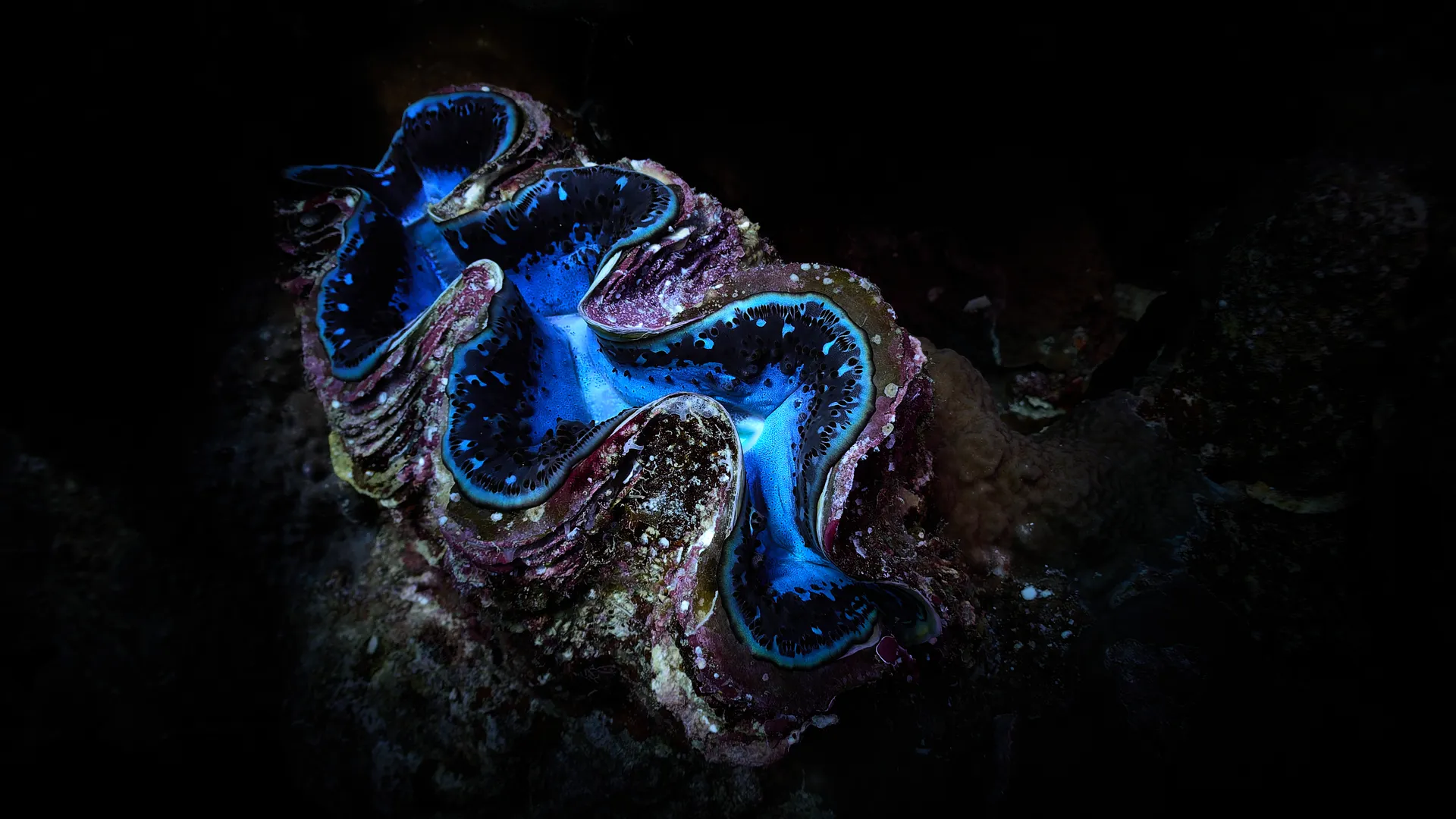 Vivid blue giant clam nestled among coral on the reef, Al Lith, Saudi Arabia