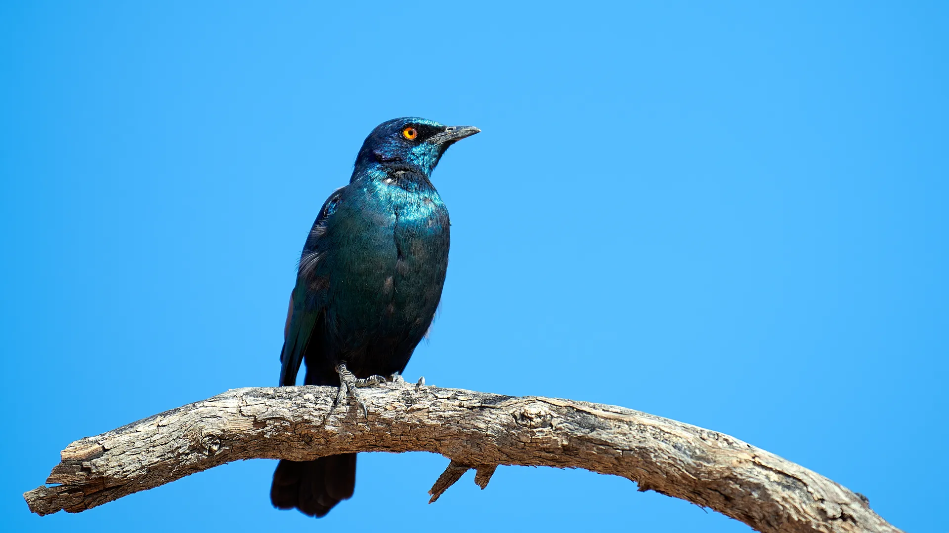 Glossy starling bird with iridescent blue-green plumage perched on a branch against a clear blue sky, Khalagadi Transnational Park, South Africa