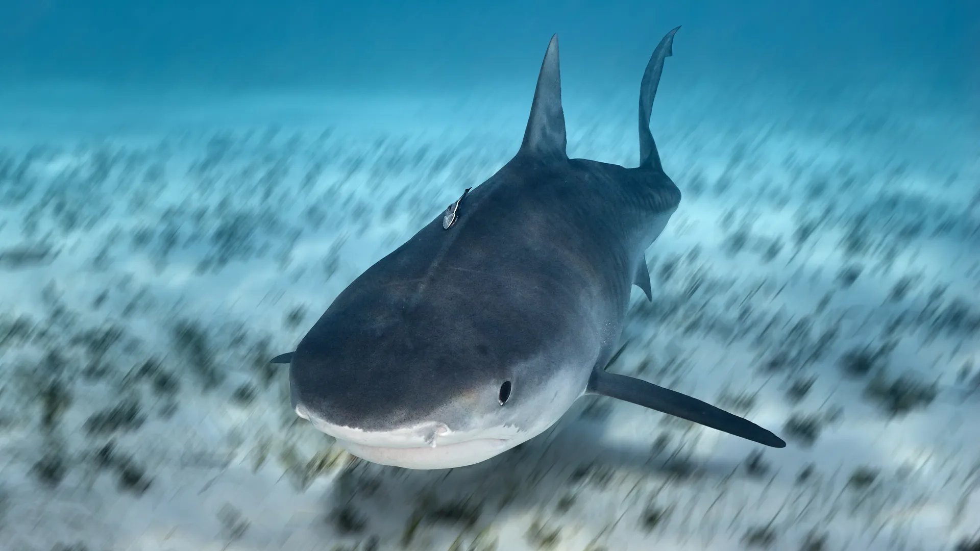 Tiger shark approaching head-on over a seagrass bed in the Bahamas