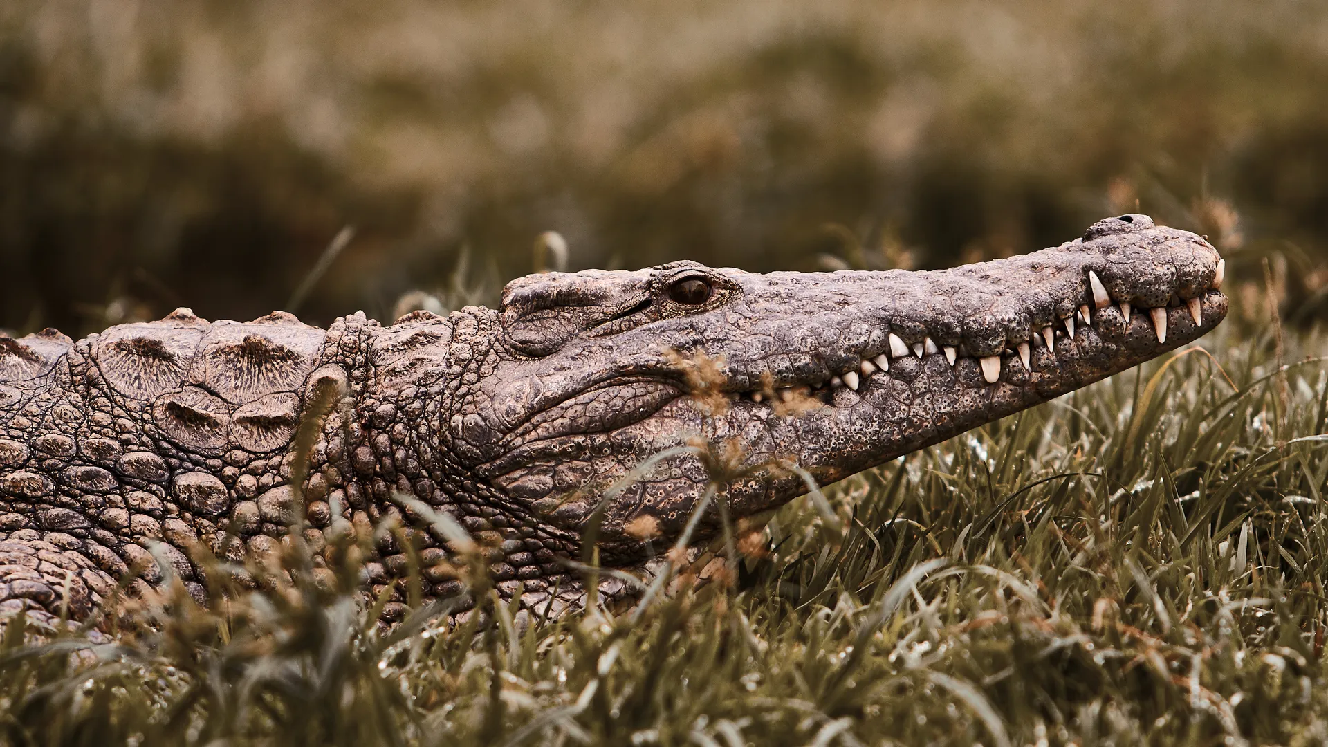 Nile crocodile resting in the grass with its jaw visible in profile