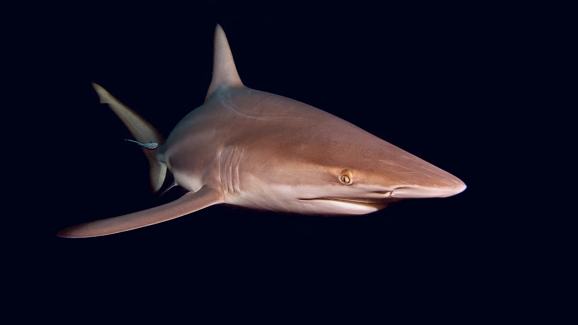 Silky shark illuminated against a dark ocean background