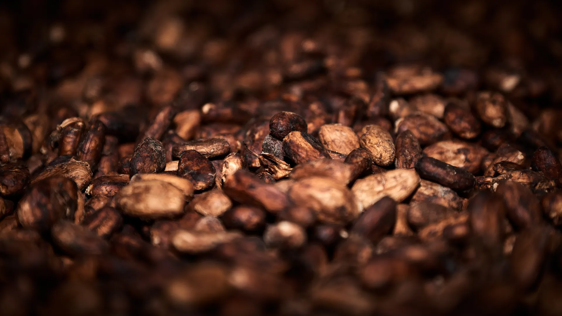 Close-up macro of roasted cocoa beans with warm tones