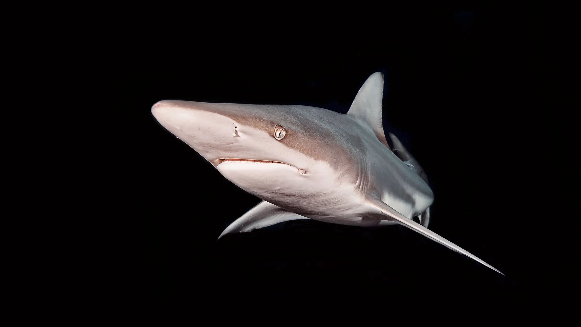 Close-up portrait of a silky shark emerging from the darkness